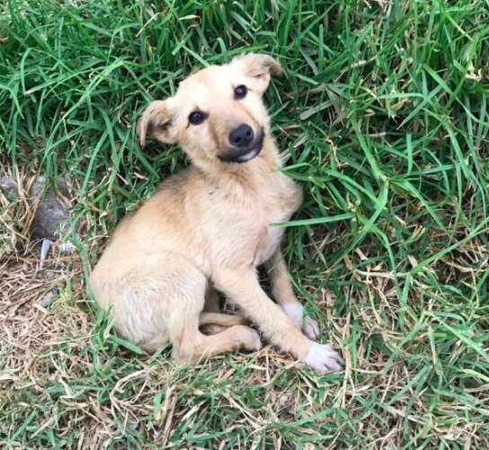 rescue dog stray guatemala