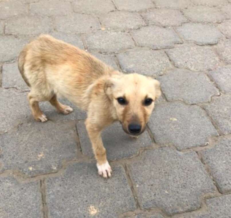 Man Rescues Homeless Puppy From Guatemalan Streets - The Dodo