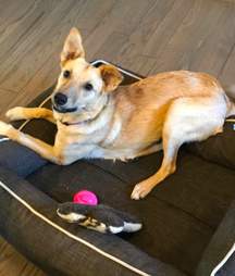 rescue dog guatemala