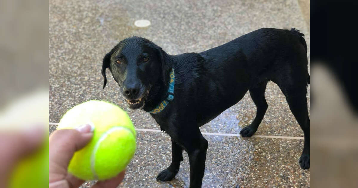 Are The Inside Of Tennis Balls Safe For Dogs