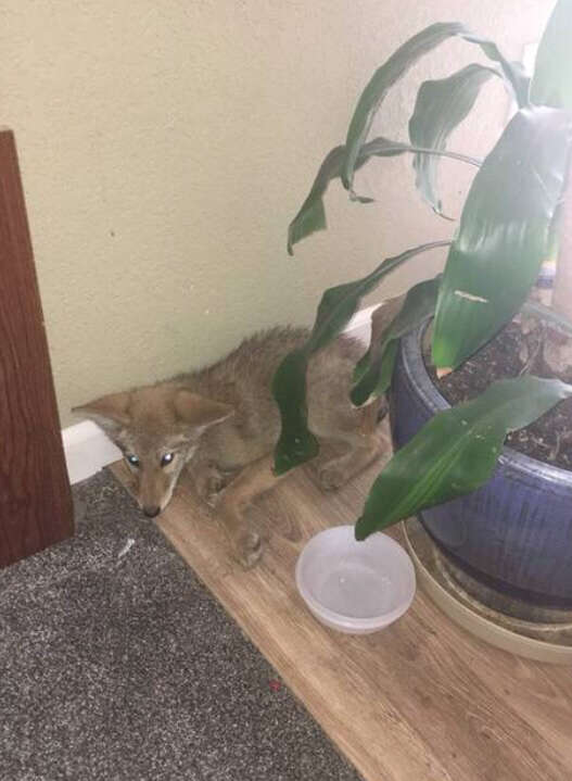 Coyote inside man's house