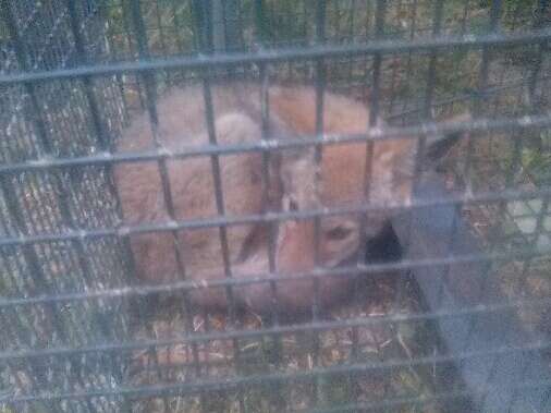 Baby coyote inside cage