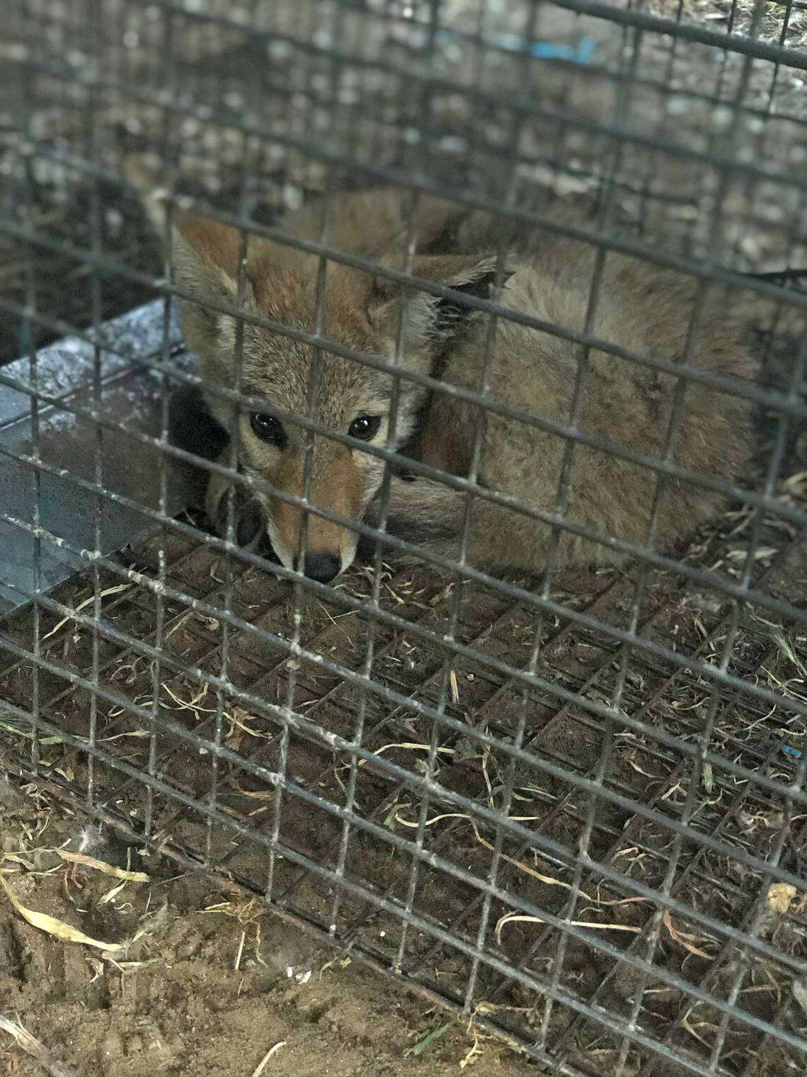 Coyote inside metal cage