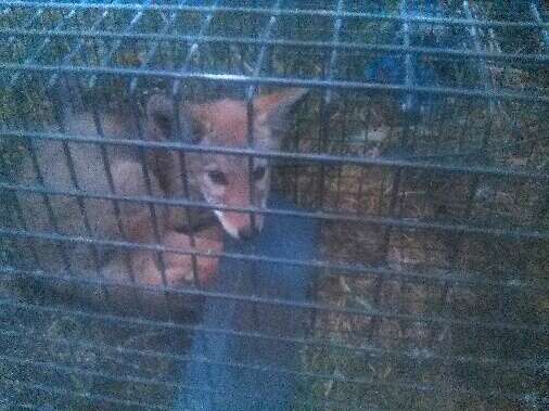 Coyote puppy trapped in cage