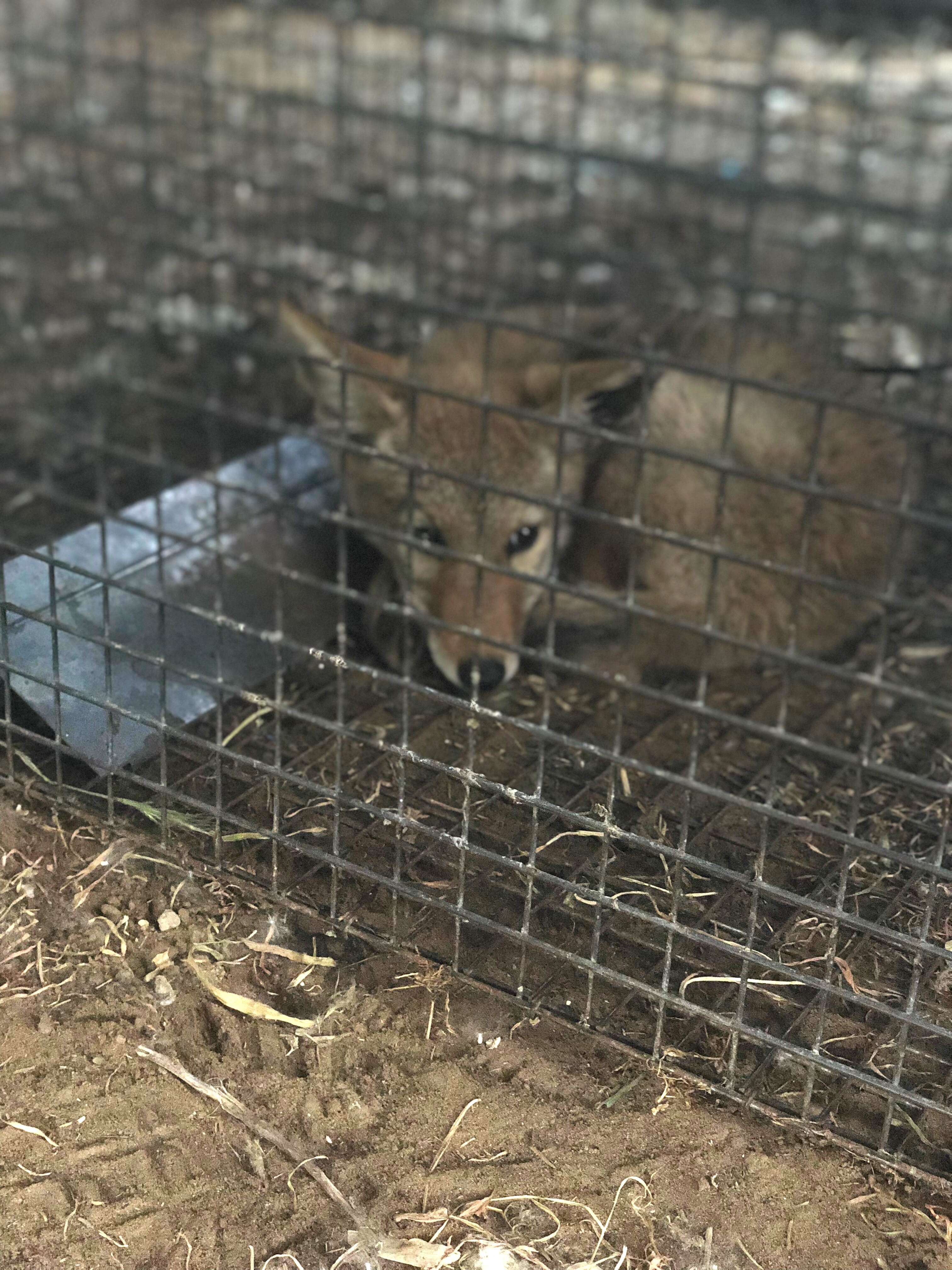 Baby coyote inside cage