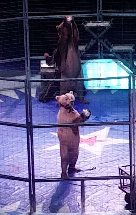 Bears being forced to walk on hind legs