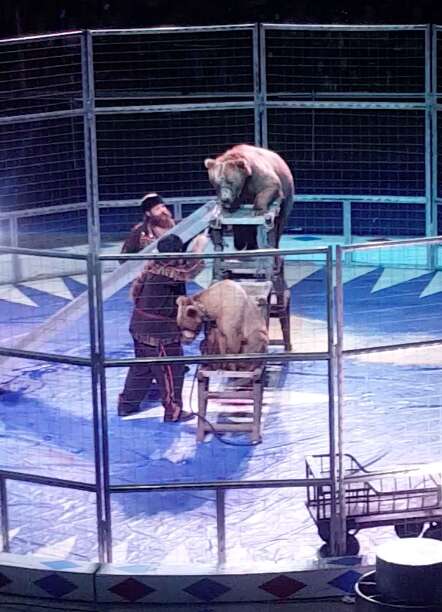 Circus bear being forced to climb ladders