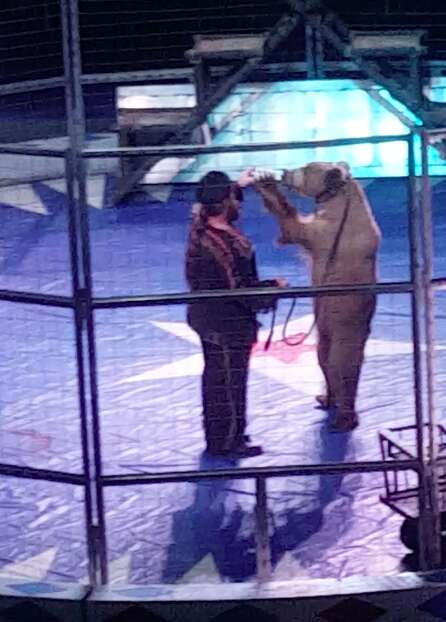 Circus bear on hind legs while being forced to perform