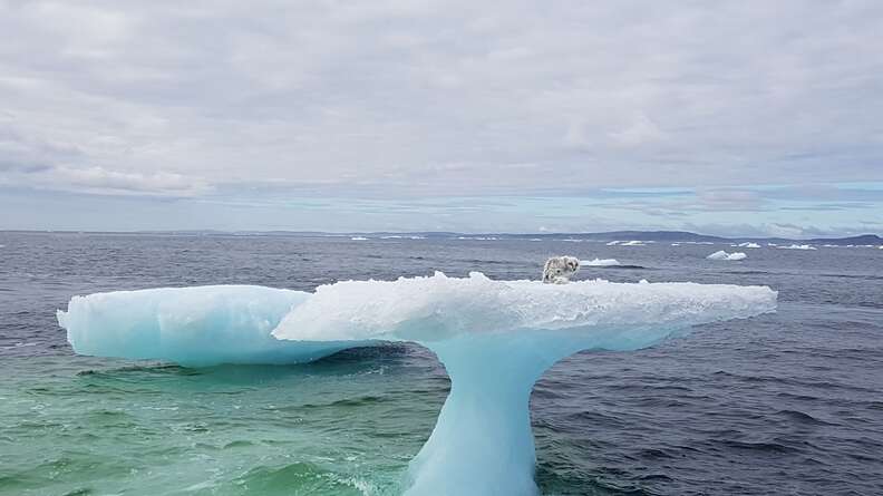 Ice iceberg fox hi-res stock photography and images - Alamy