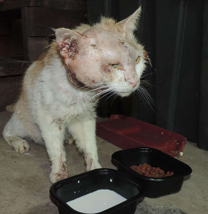 Injured Cat Looked So Odd That People Didn't Know What He Was - The Dodo