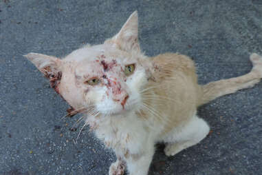 Stray cheap injured cat