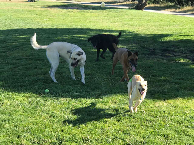dogs playing at park