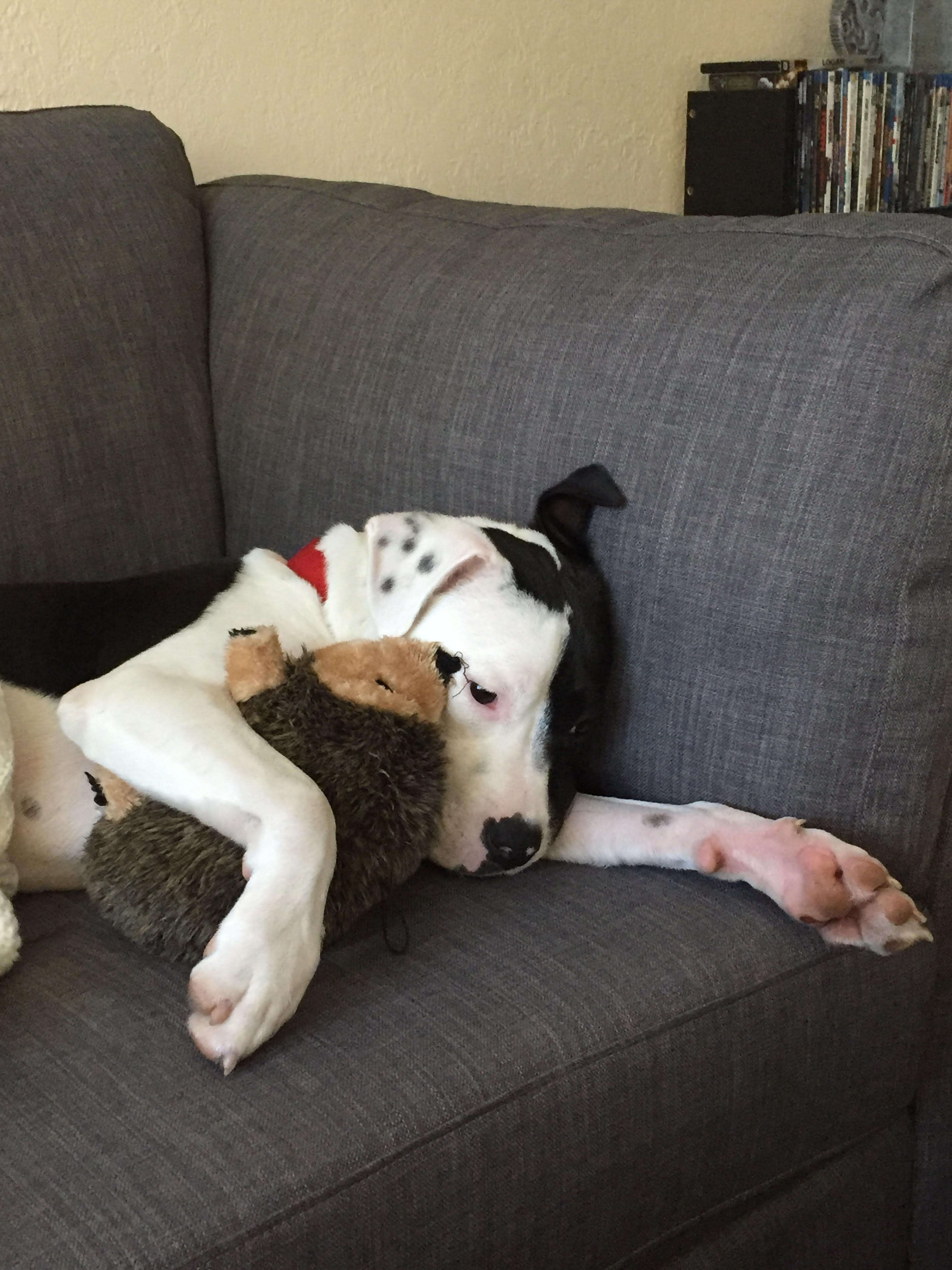 Dog cuddling with hedgehog toy