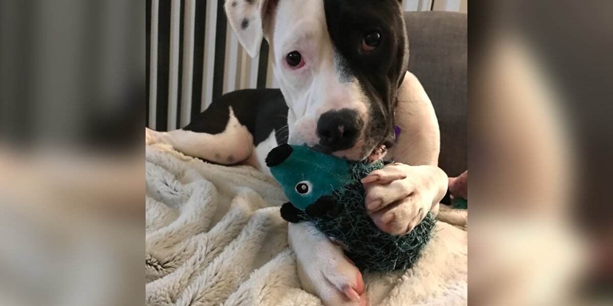 Rescued Pit Bull Mix Is Obsessed With Hedgehog Toys - The Dodo