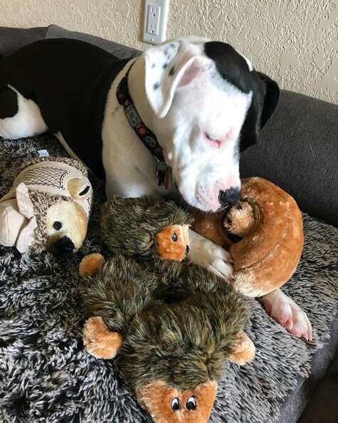 Dog with multiple hedgehogs around her