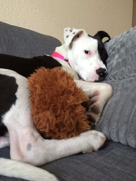 Dog cuddling with hedgehog toy