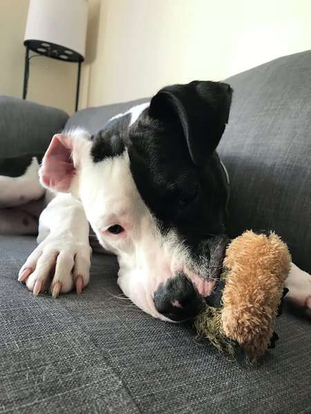 Dog chewing hedgehog toy