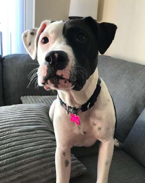 Dog sitting on couch