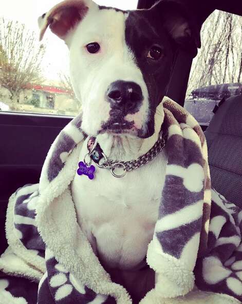 Dog sitting on car seat with blanket around her