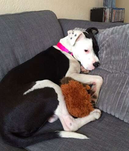Dog snuggling with stuffed animal