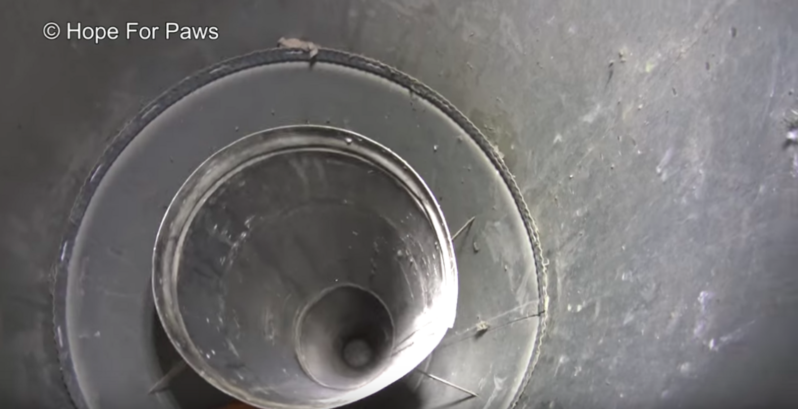 Kitten Trapped In Chimney For 3 Days Rescued Just In Time - The Dodo