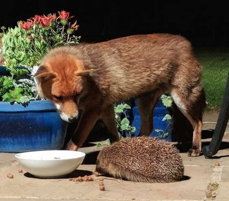 hedgehog and fox