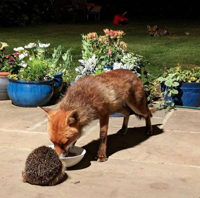 hedgehog and fox