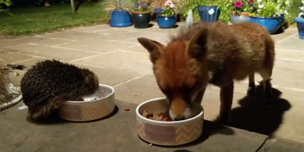 Fox And Hedgehog Meet Up Every Night To Have Dinner Together The Dodo