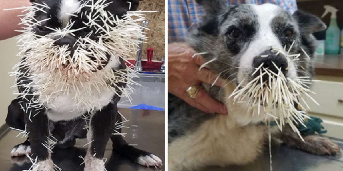 If A Porcupine Quills Your Dog, Here's What To Do The Dodo