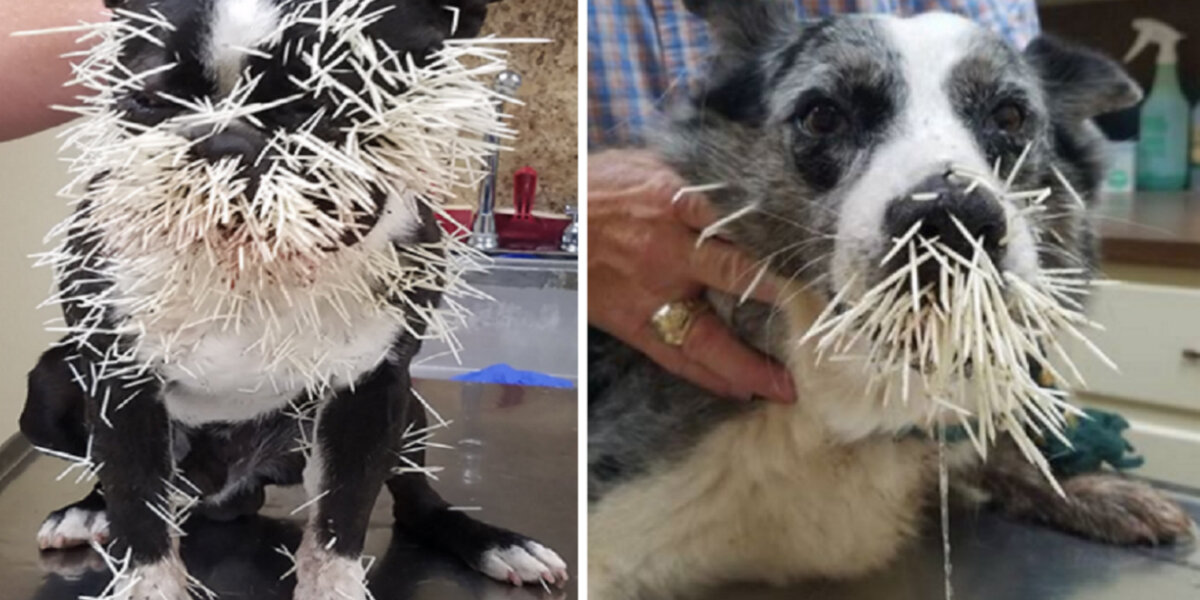Quills Injuries If A Porcupine Quills Your Dog, Here's What To Do - The Dodo