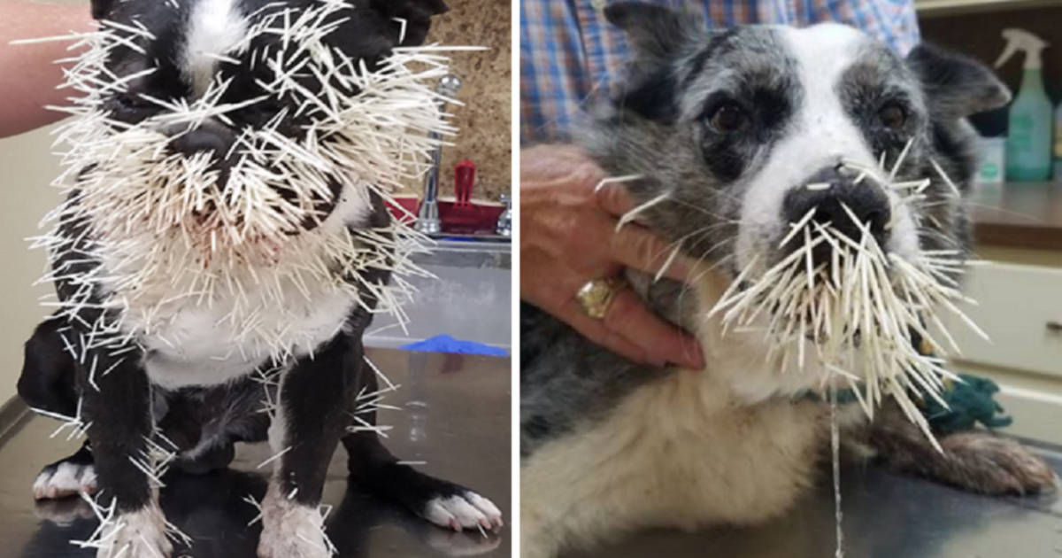 If A Porcupine Quills Your Dog Here S What To Do The Dodo