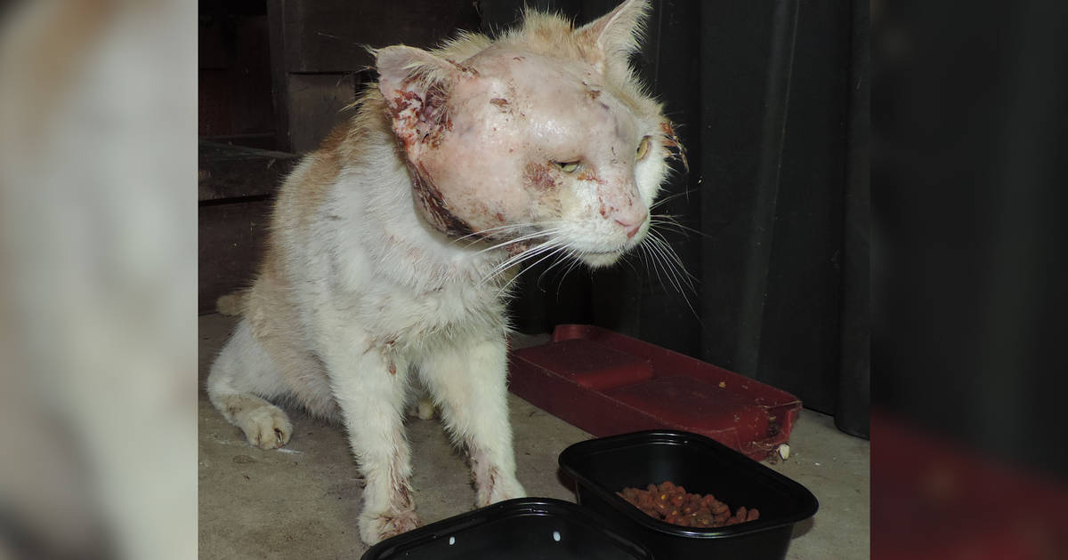 Angriest-Looking Stray Cat Is Actually A Total Sweetie - The Dodo