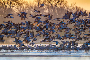 sandhill cranes 