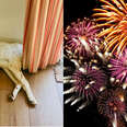 Ever Wonder Why Your Dog Is Scared Of Fireworks?
