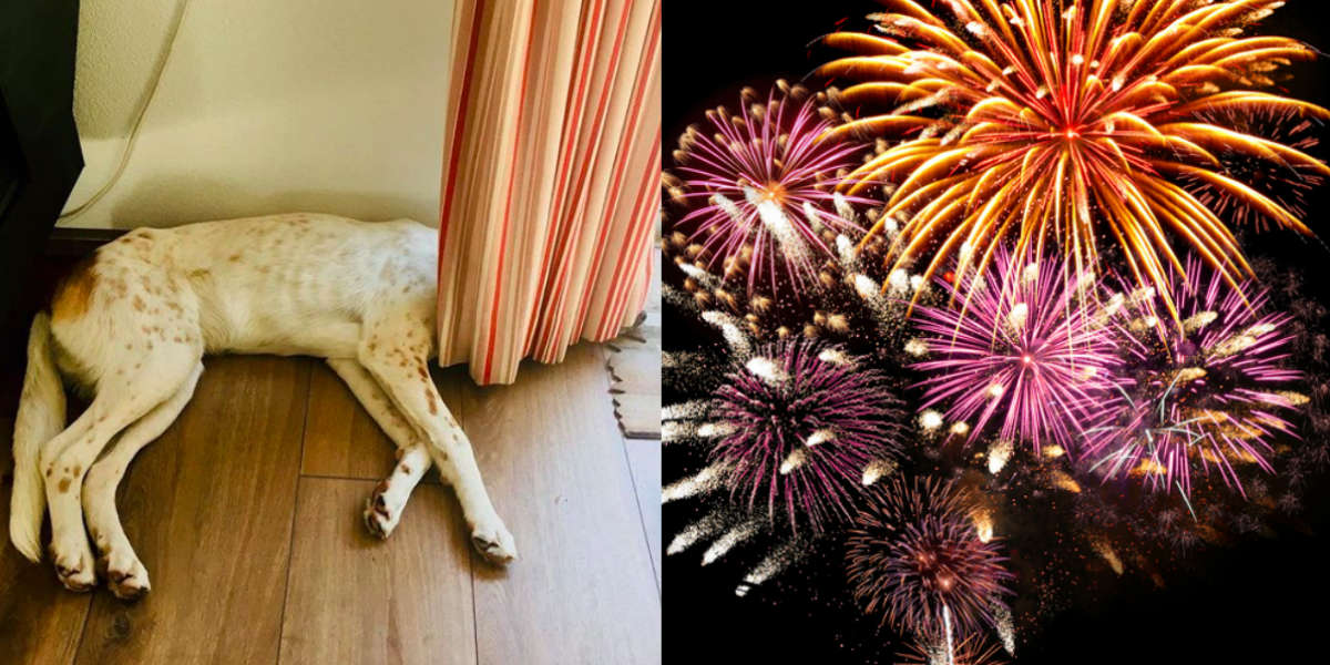 Is Your Dog Scared of Fireworks? July 4th Tips To Keep Your Dog Safe