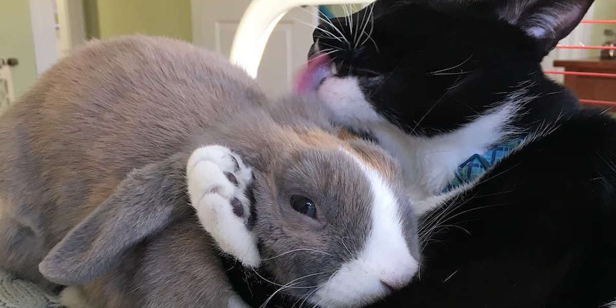 Feisty Cat Plays So Gently With His Bunny Best Friend Videos The Dodo