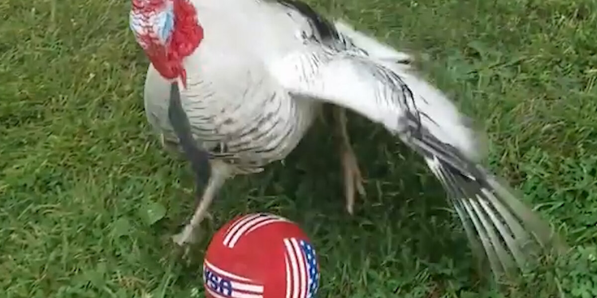 Turkey Loves Playing With His New Soccer Ball - Videos - The Dodo