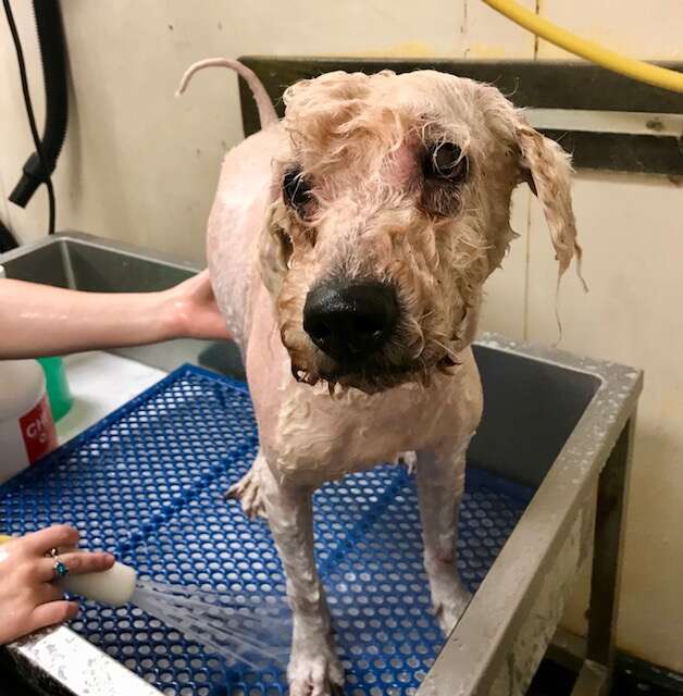 Severely neglected poodle who arrived at Texas shelter with dreadlocks