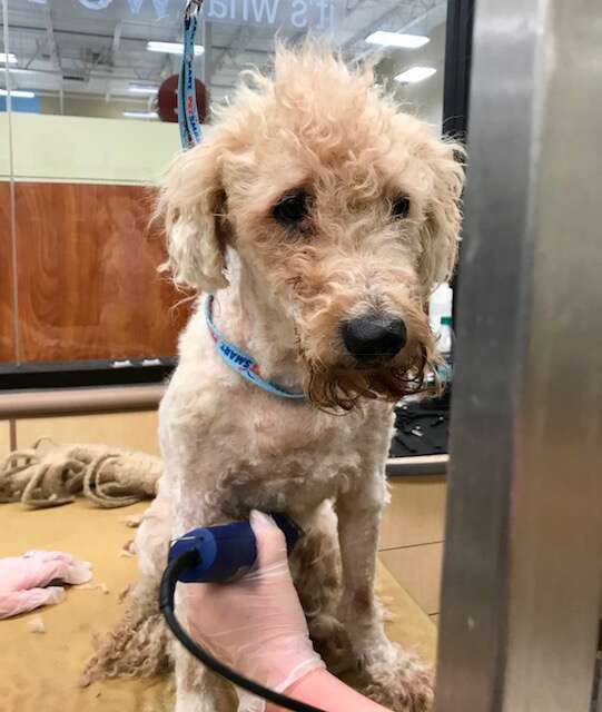 Severely neglected poodle who arrived at Texas shelter with dreadlocks