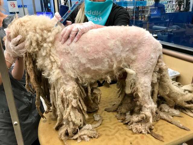 Severely neglected poodle who arrived at Texas shelter with dreadlocks