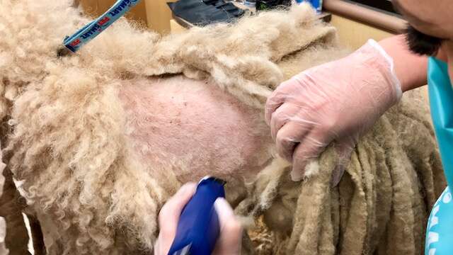 Severely neglected poodle who arrived at Texas shelter with dreadlocks