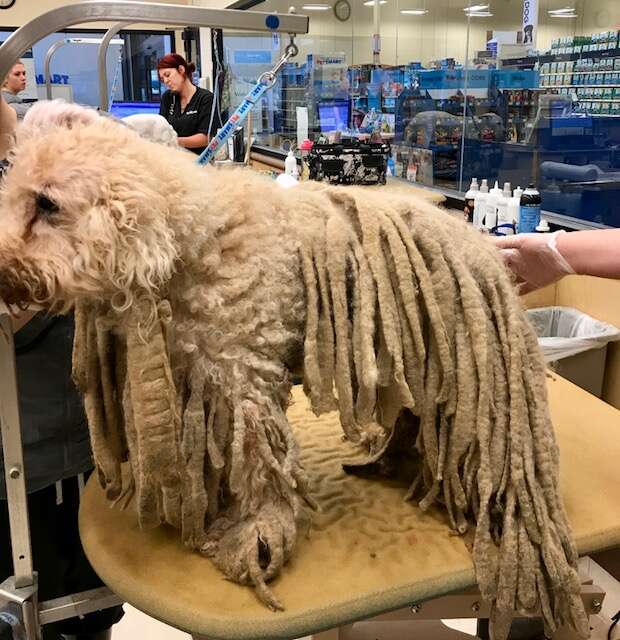 Severely neglected poodle who arrived at Texas shelter with dreadlocks