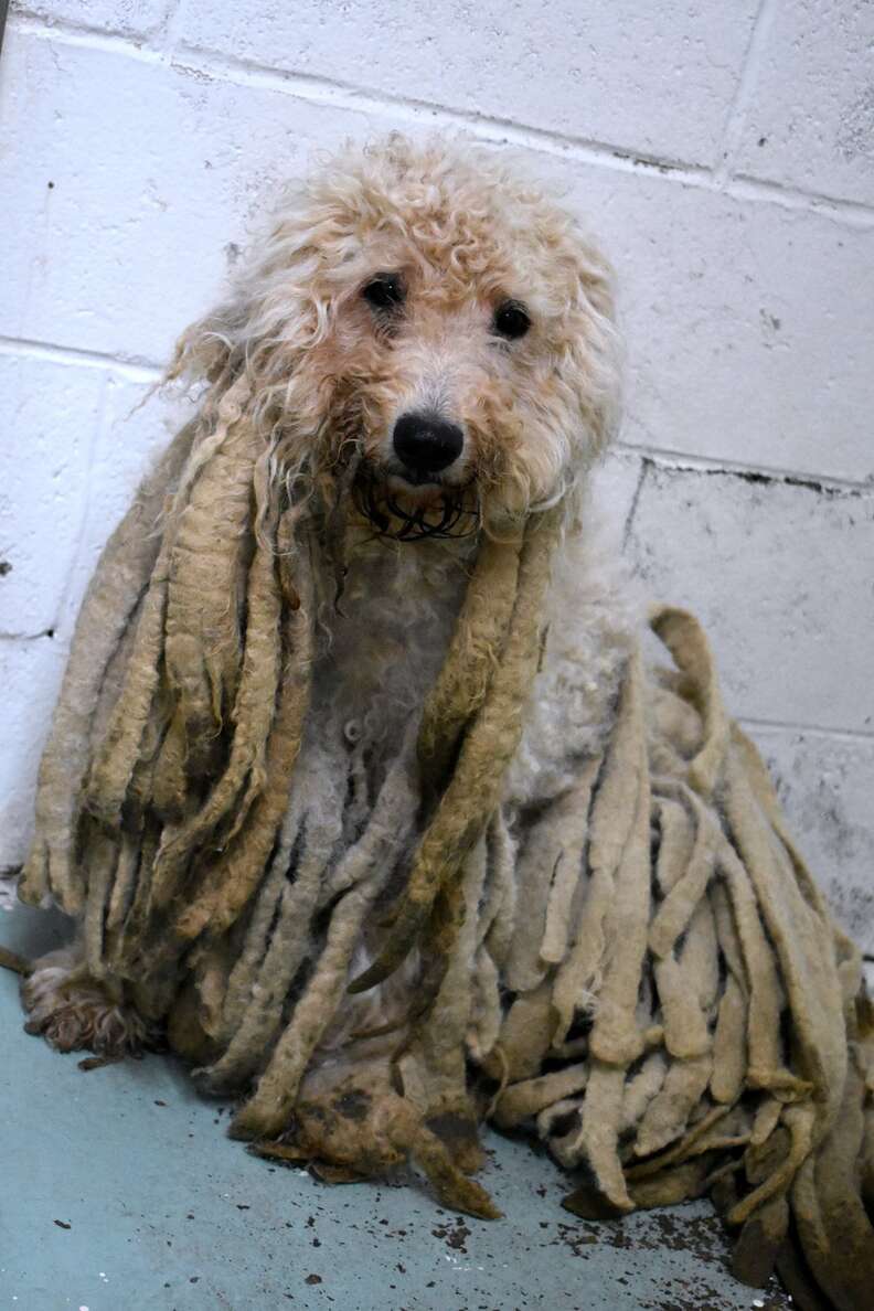 Severely neglected poodle who arrived at Texas shelter with dreadlocks