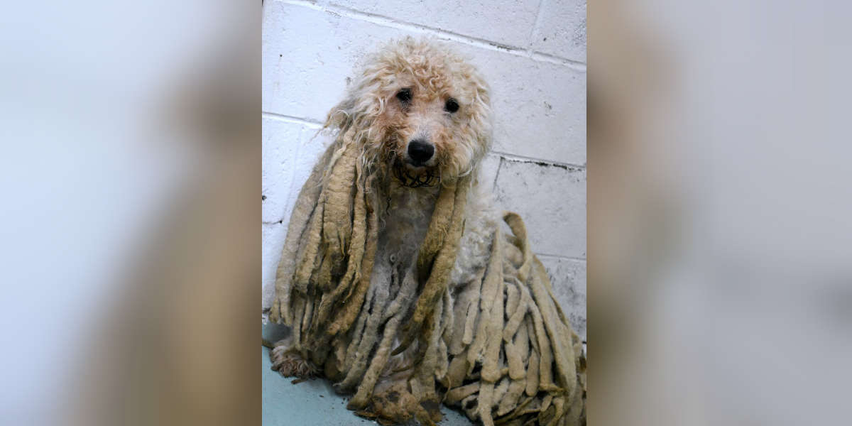 Poodle With Pounds Of Dreadlocks Dumped At Animal Shelter - The Dodo