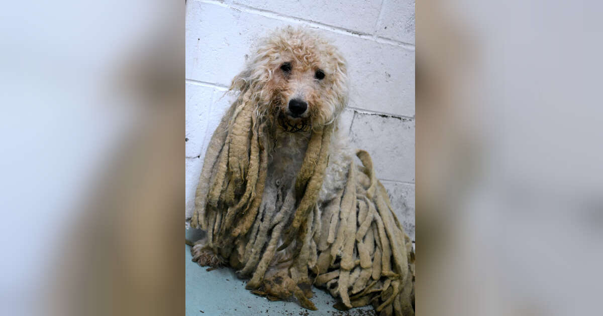 Poodle With Pounds Of Dreadlocks Dumped At Animal Shelter - The Dodo