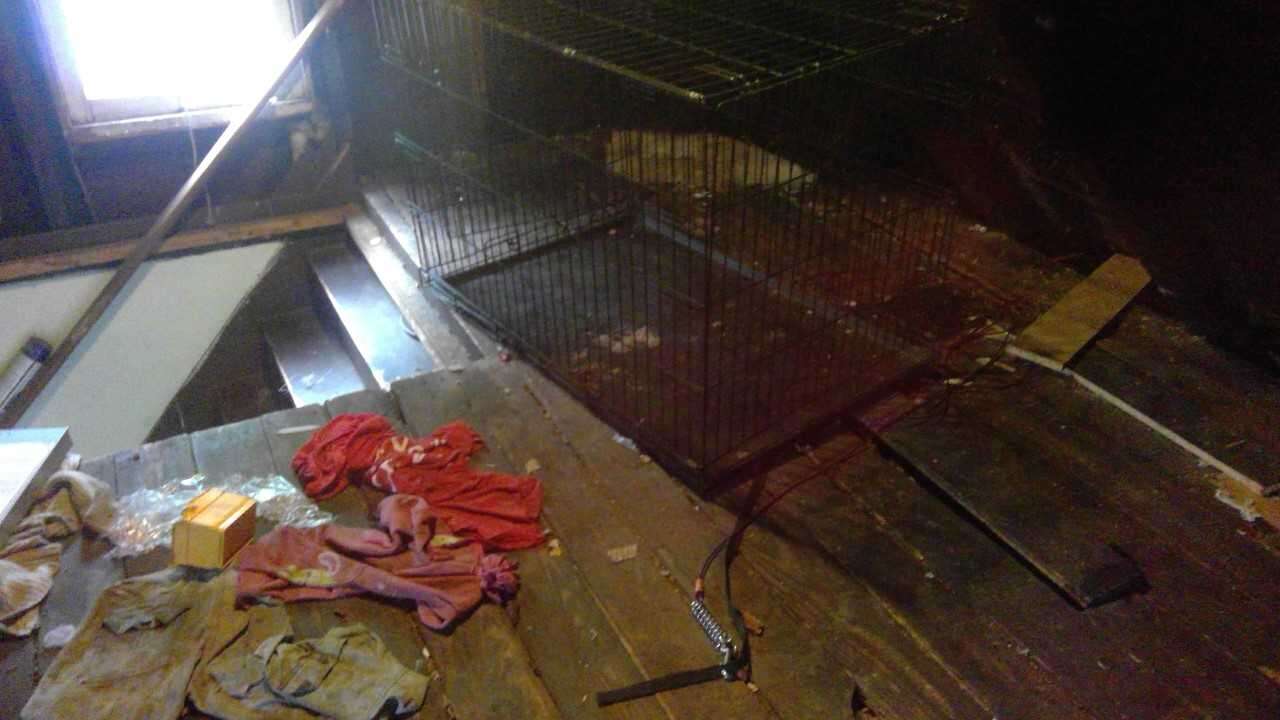 dogs chained up in attic and basement 
