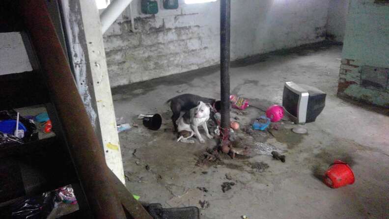 Police Find Puppies Tied Up And Left For Dead In Attic - The Dodo