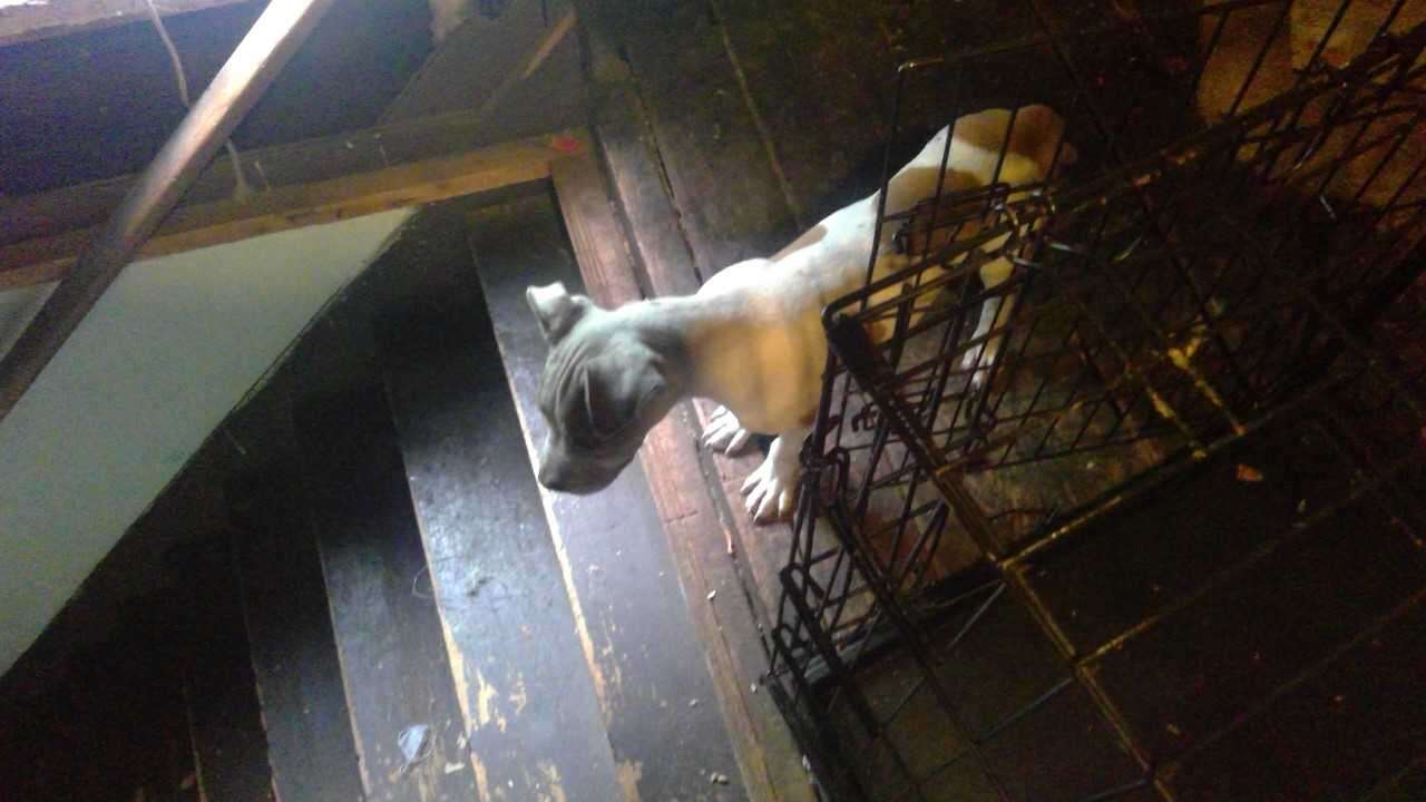 dog chained up in attic and basement 