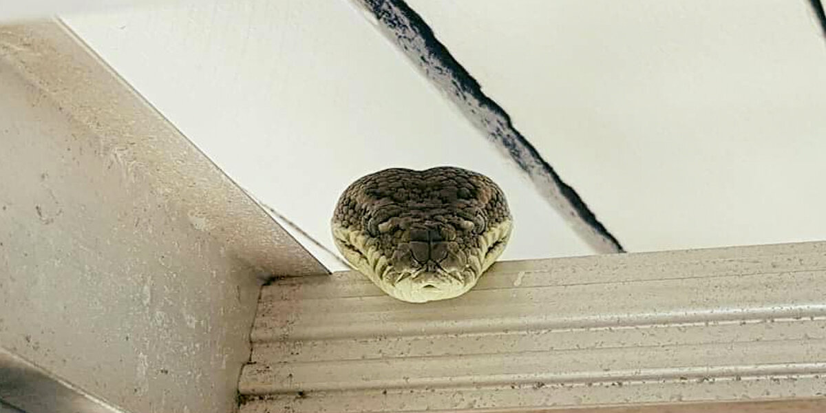 Australian Man Finds 6-Foot Python Inside His Garage - The Dodo