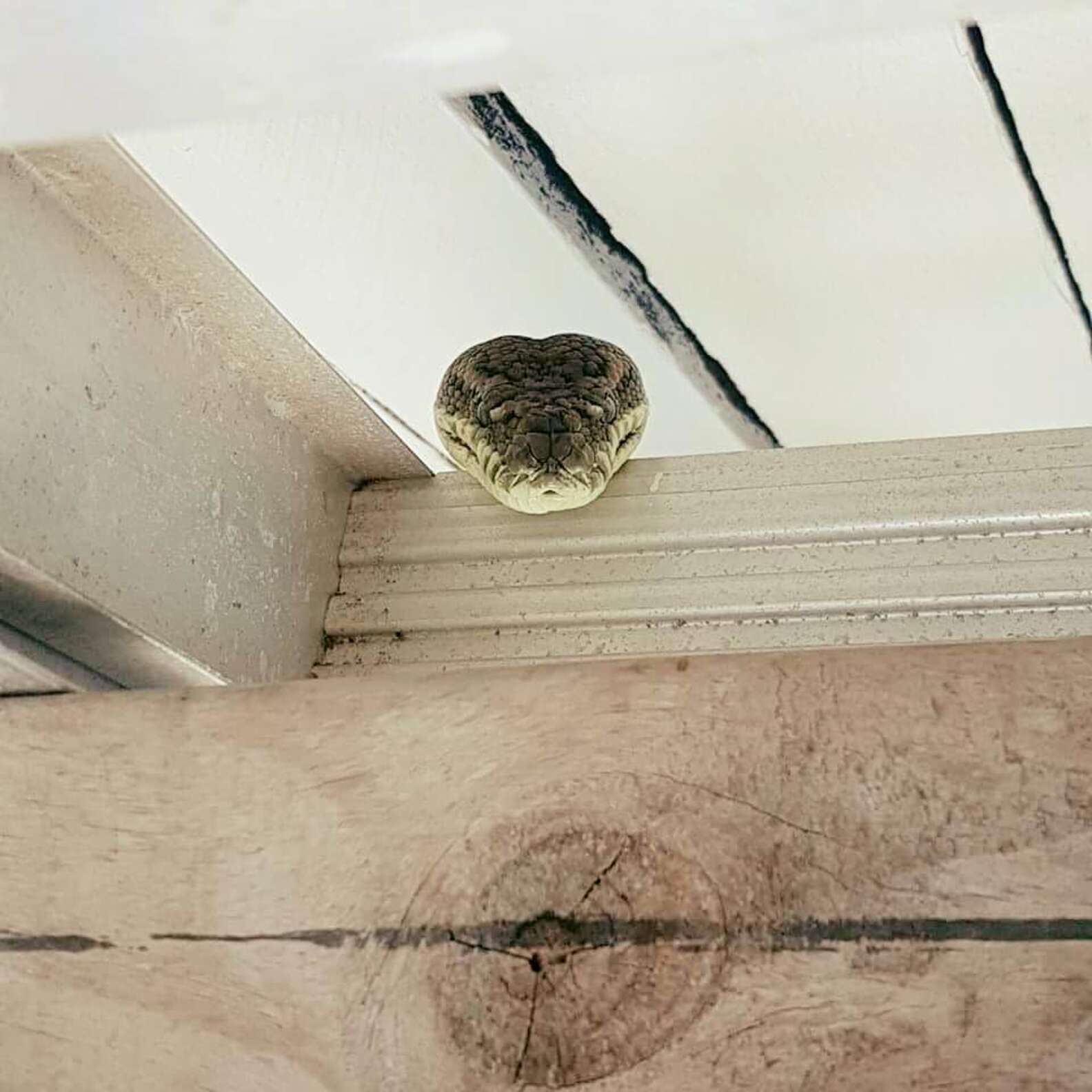 Australian Man Finds 6-Foot Python Inside His Garage - The Dodo